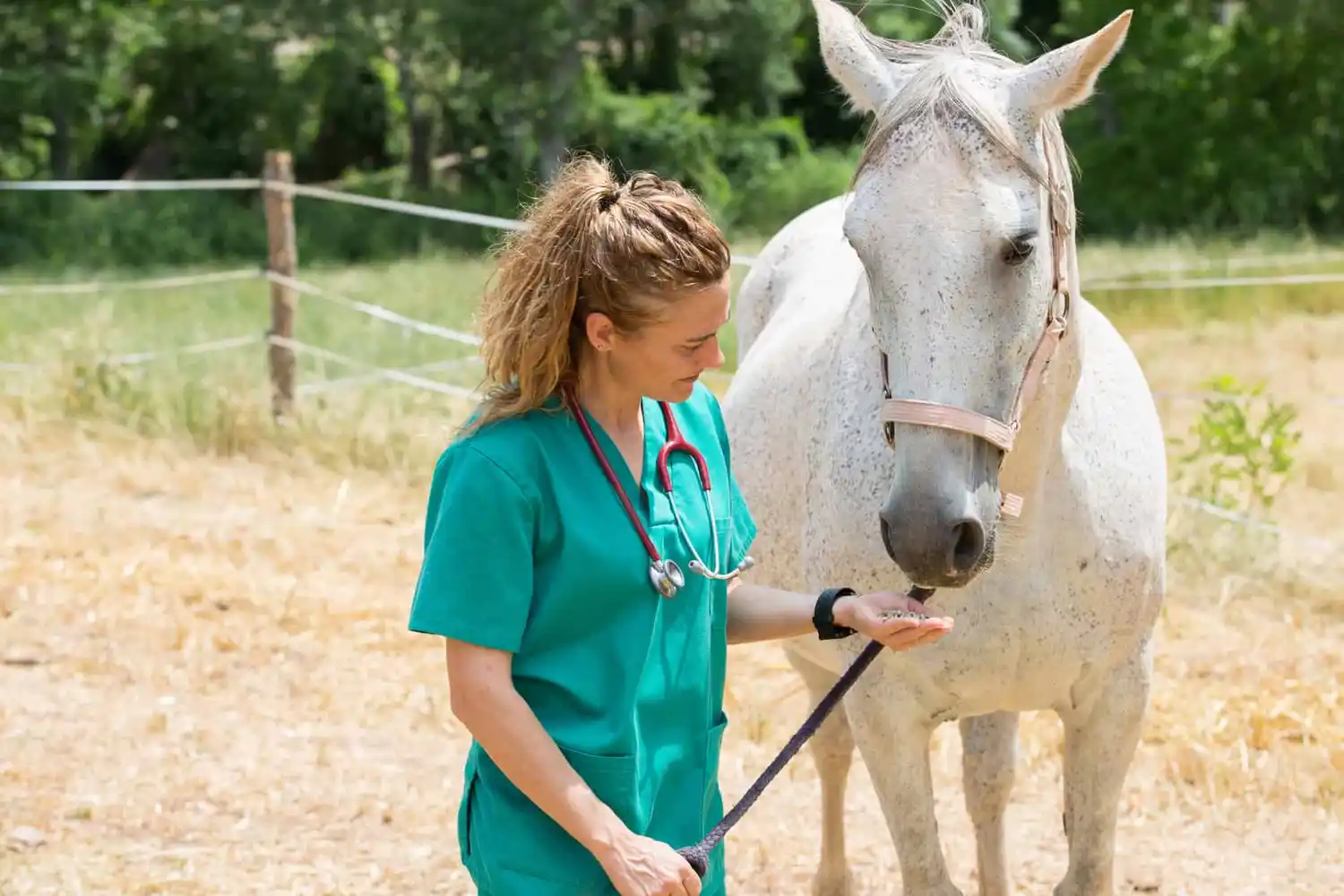 Hoy se celebra el día del ingeniero agrónomo y del médico veterinario