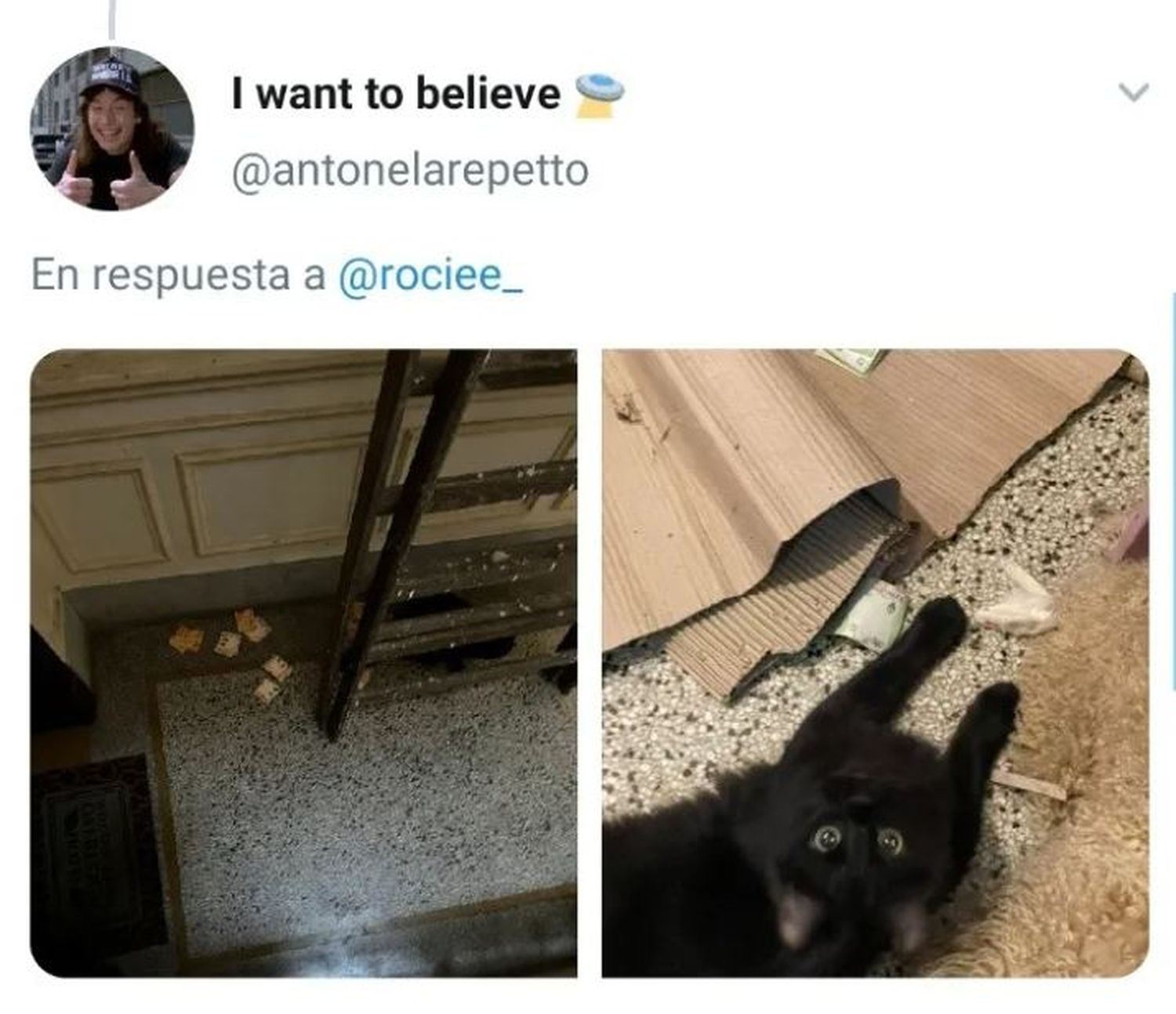 gato - 3