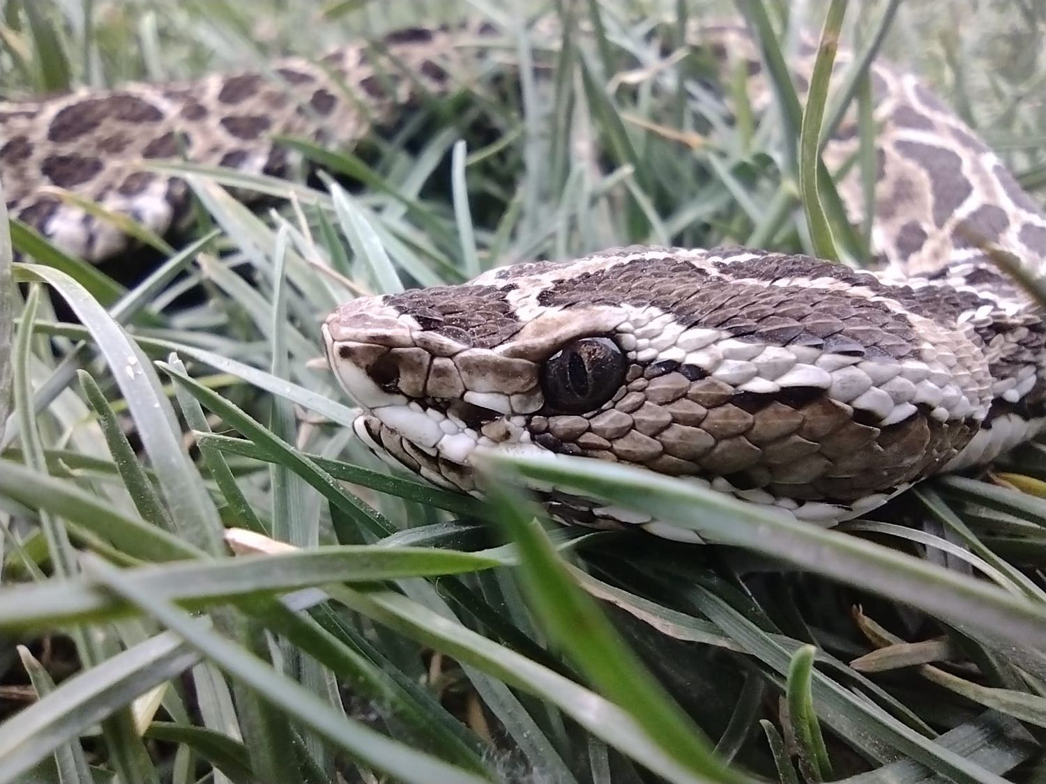 La importancia de reconocer la fauna autóctona para mantener el equilibrio ambiental