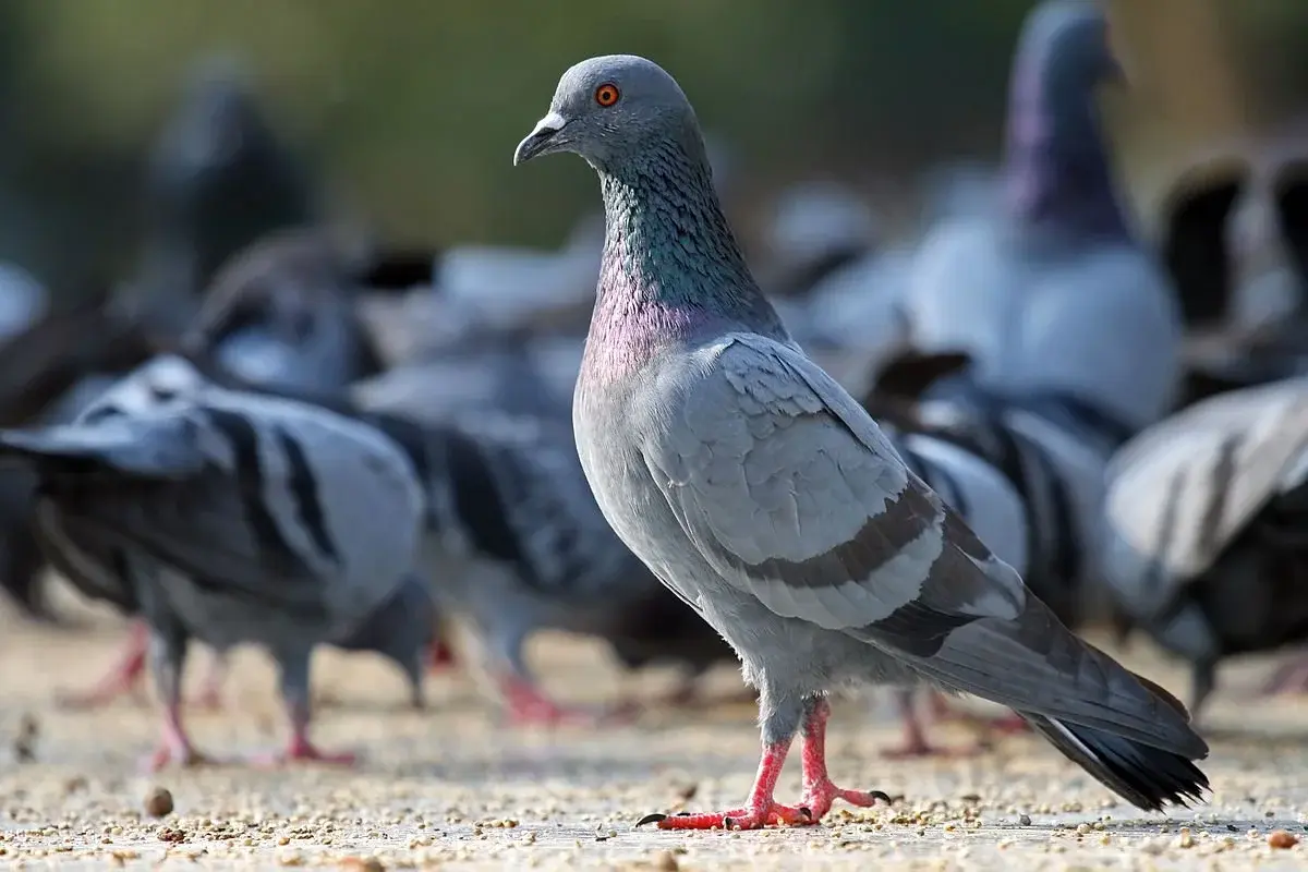 Siete formas de alejar a las palomas de tu casa o patio (Imagen ilustrativa).