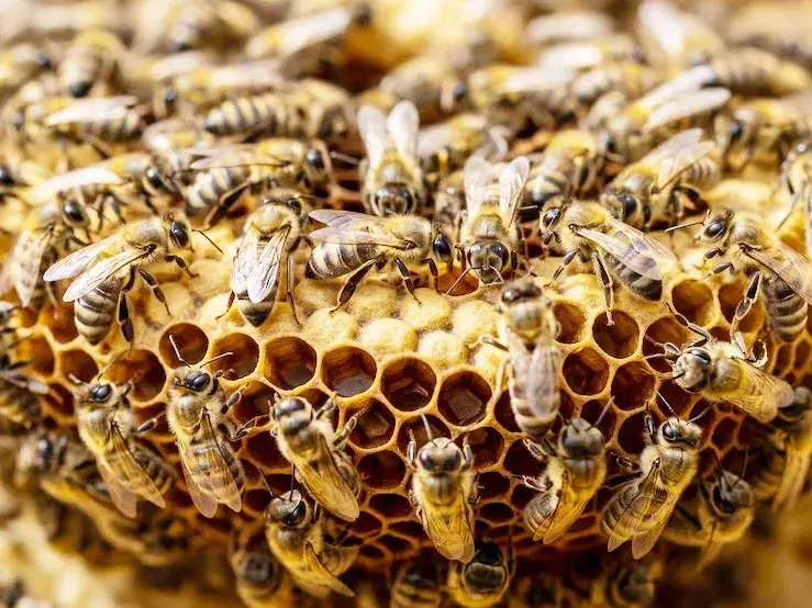 La sorprendente forma en que las abejas identifican a su reina dentro de la colonia