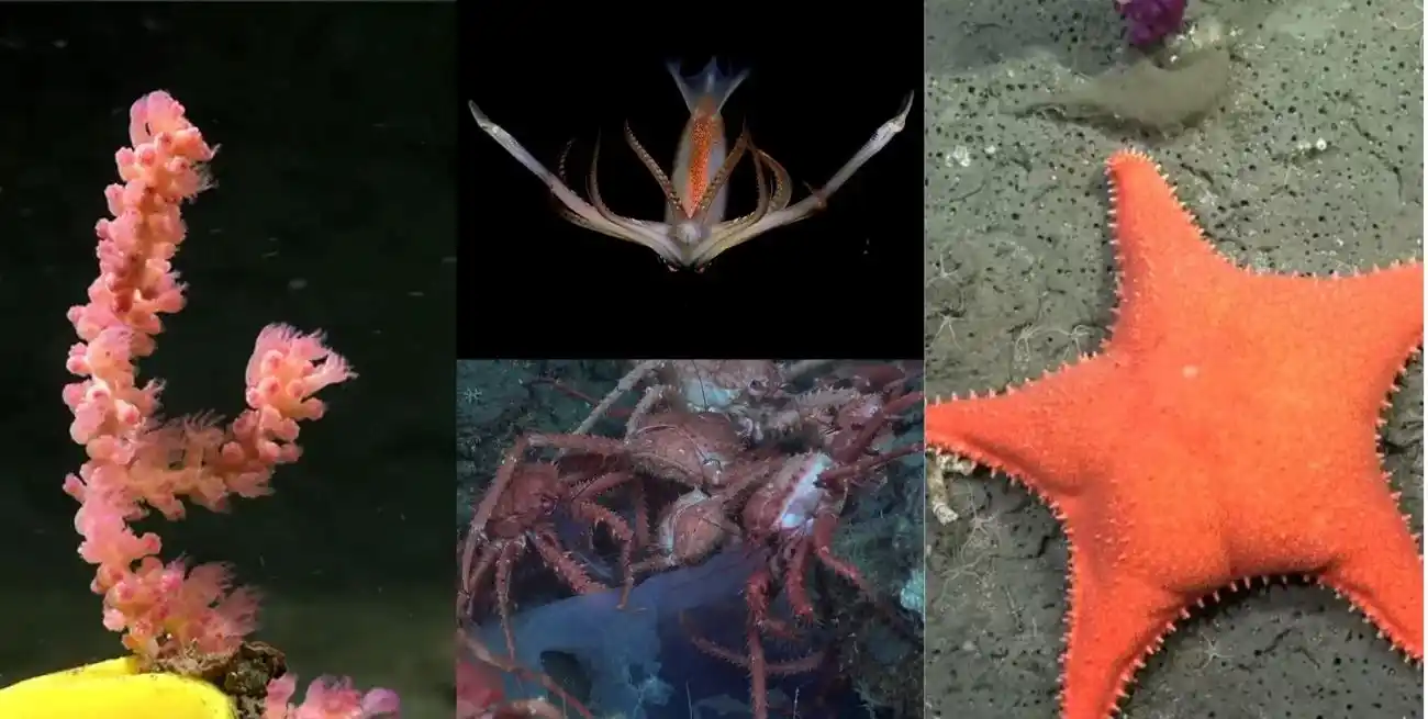 Las increíbles imágenes que mantuvieron en vilo a más de 30.000 usuarios del stream. Crédito: Conicet