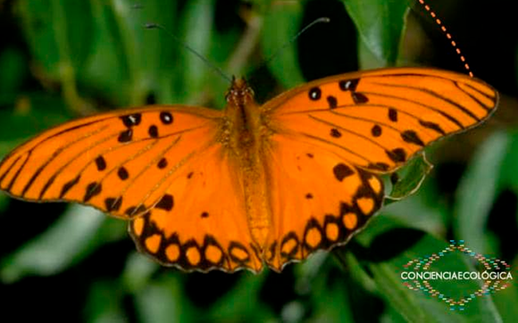 Charla sobre “Mariposas y plantas hospederas de la región” en Las Canaletas