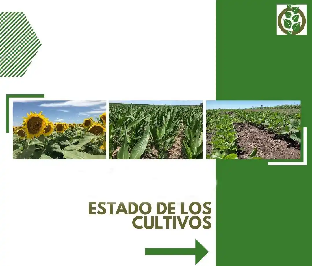 Es “bueno” el estado de los cultivos tras las lluvias