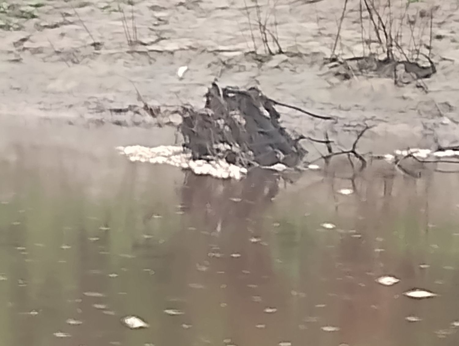 Preocupa la mortandad de peces en el arroyo El Rey