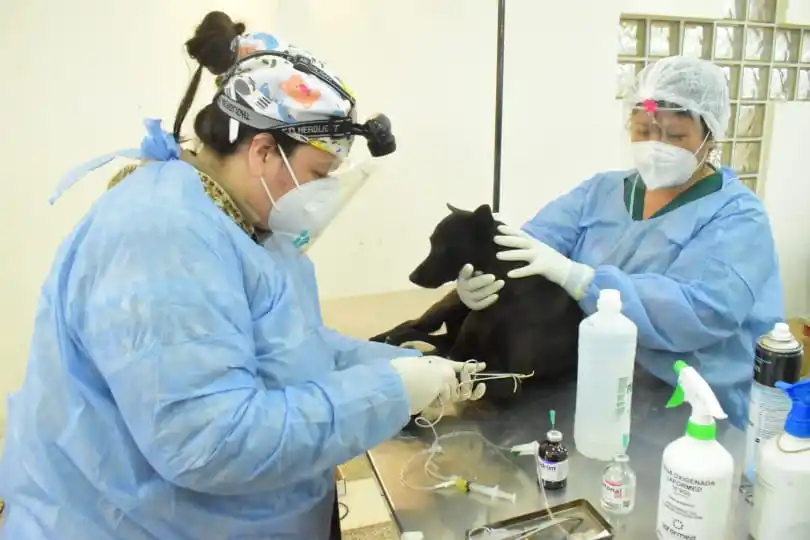 El Municipio continúa desarrollando múltiples acciones para brindar bienestar a los animales