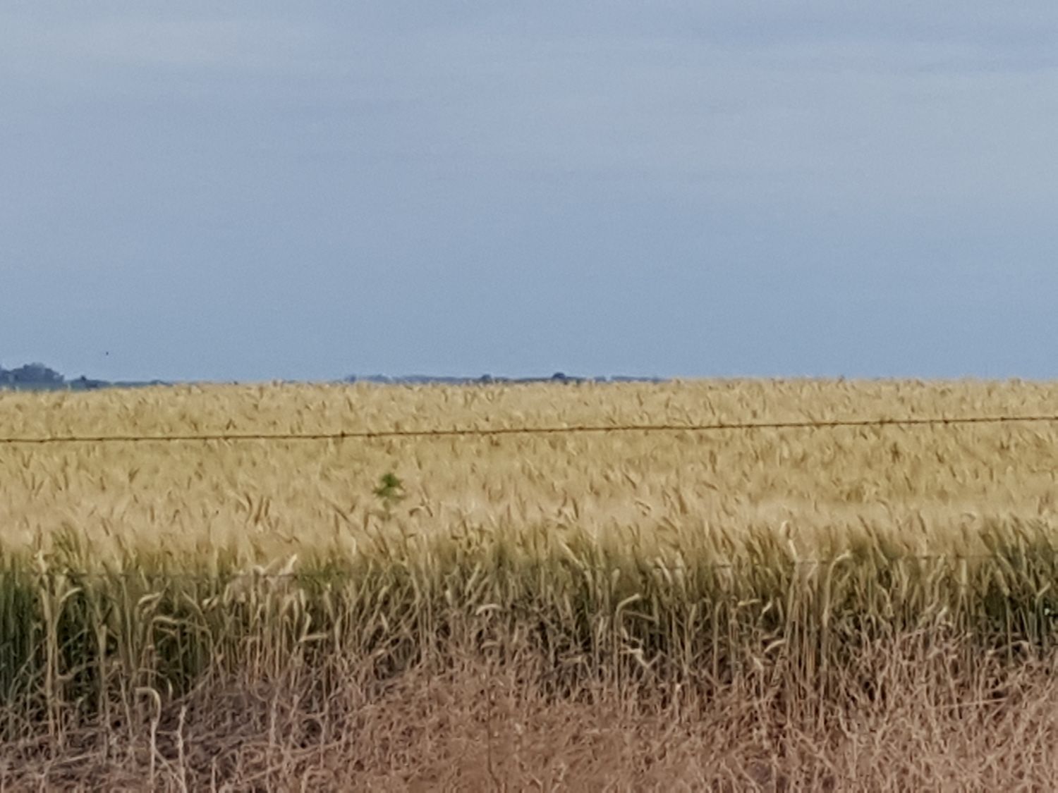 Creció la siembra de trigo en Entre Ríos y es la mayor en 20 años