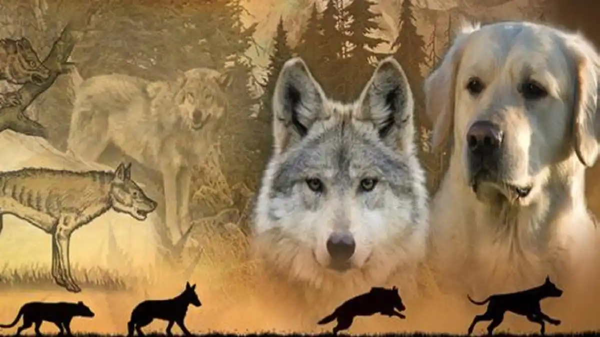 Del lobo al perro:  origen de la domesticación del mejor amigo de la humanidad