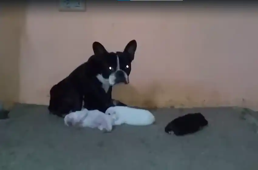 Cerraron un criadero clandestino de perros y rescataron a 18 cachorros