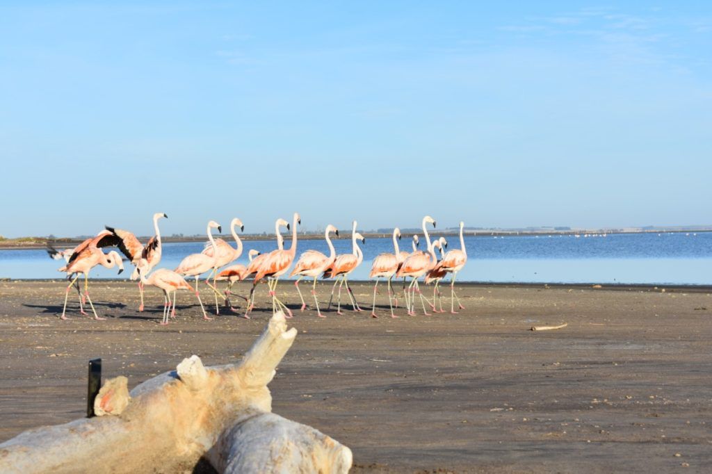 Adolfo Alsina: Liberaron en el Lago Epecuén 19 flamencos rescatados del tráfico ilegal