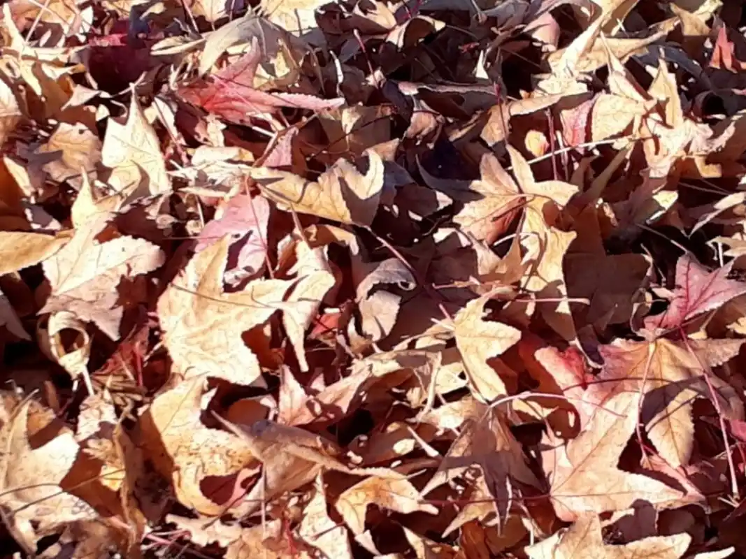 Advierten sobre la prohibición de quemar hojas secas y residuos durante el otoño