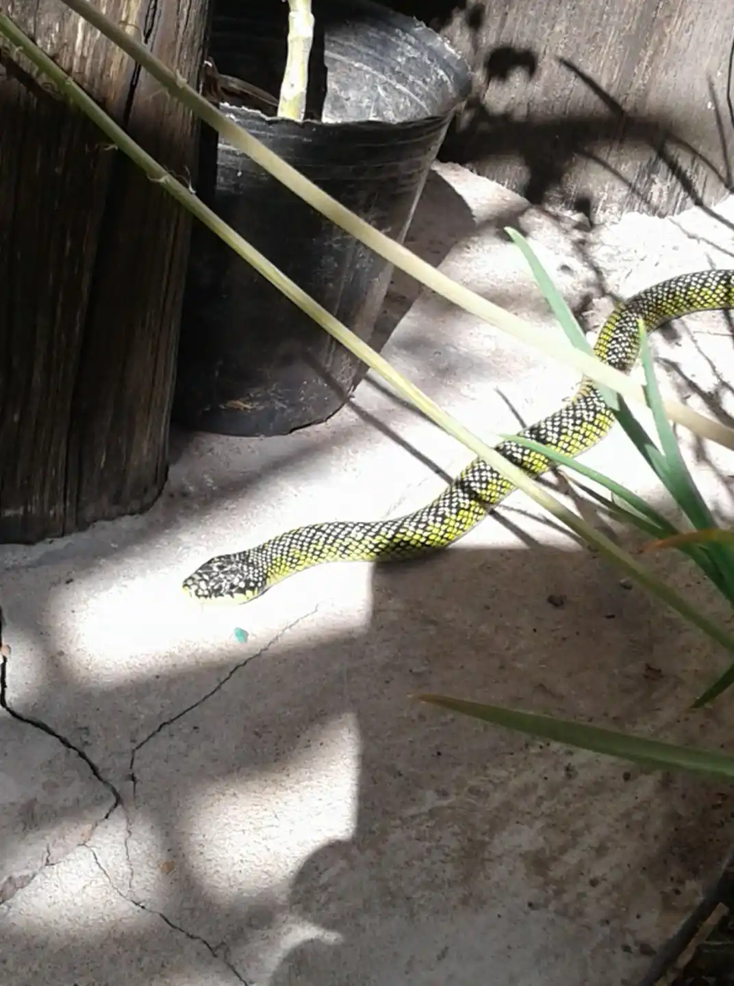 Paraná: encontró una serpiente en su casa y le piden que “no la mate”