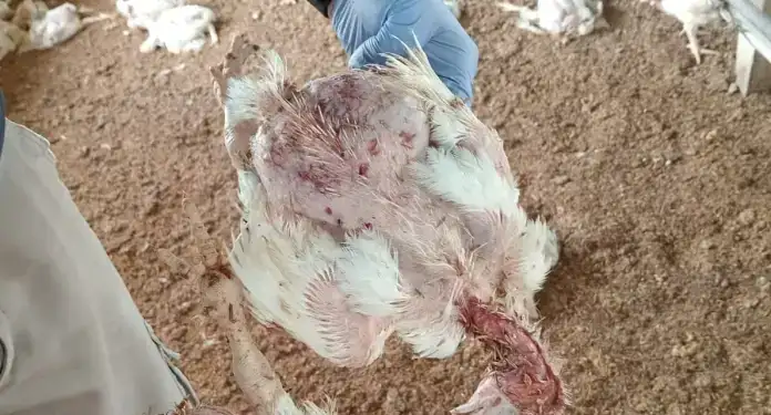 Investigan el ataque de perros que mató 3.000 pollos en un criadero