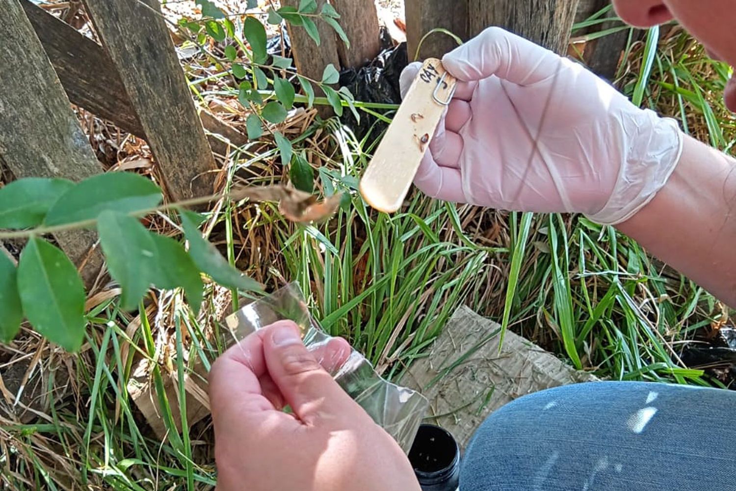 Muestra del mosquito Aedes aegypti