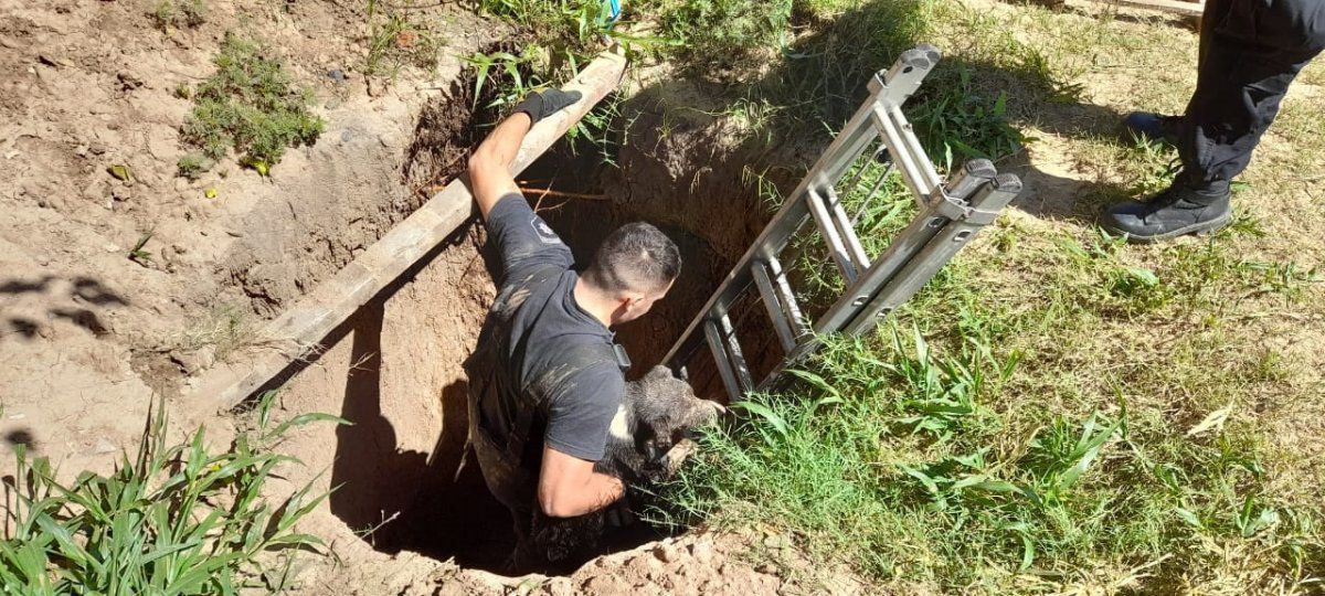 Un perro fue rescatado de un pozo ciego por los Bomberos