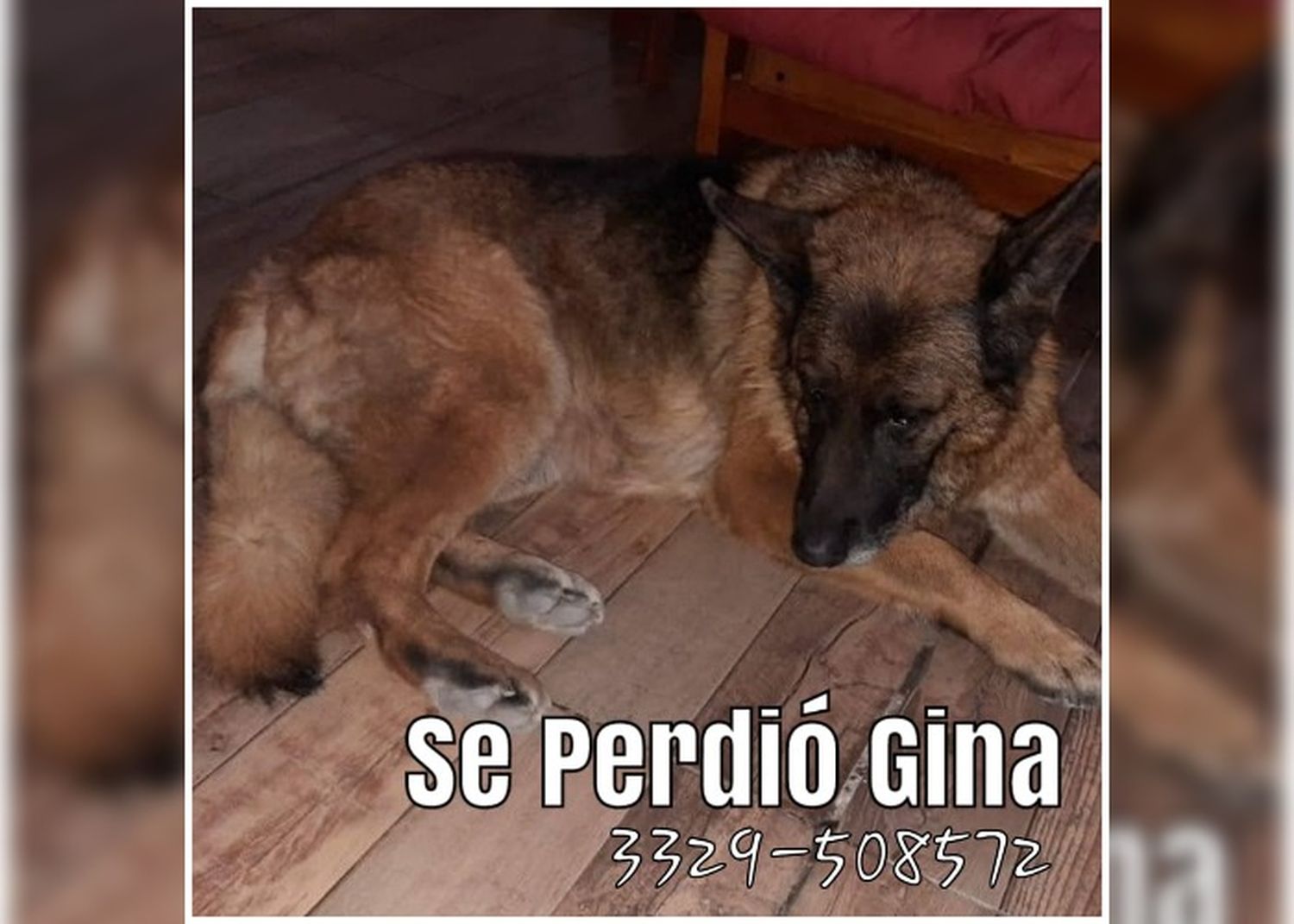 Se perdió Gina
