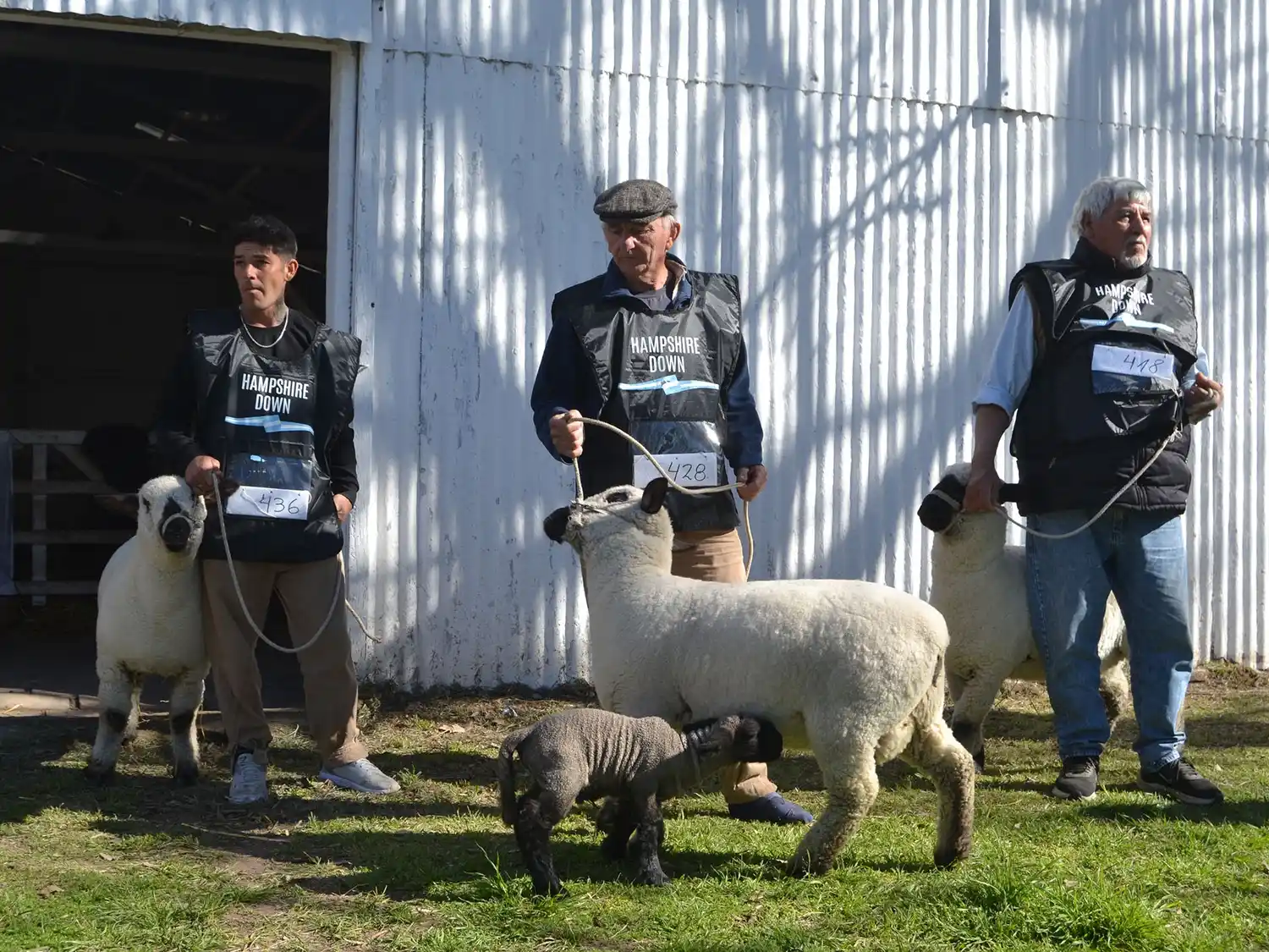 La raza Hampshire Down brilló en el primer día de la Expo Rural 2025