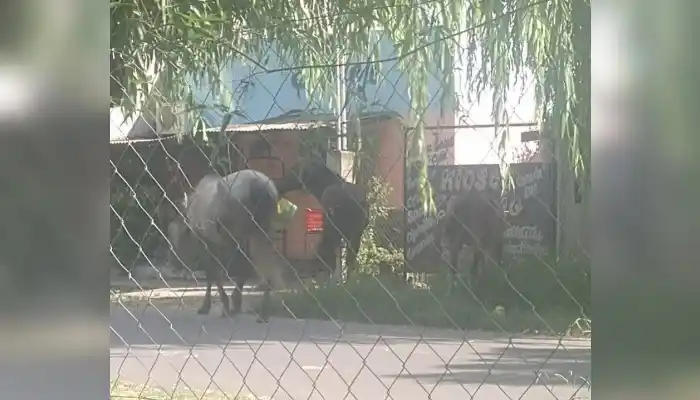 Ruffa 900: "Tres caballos sueltos"