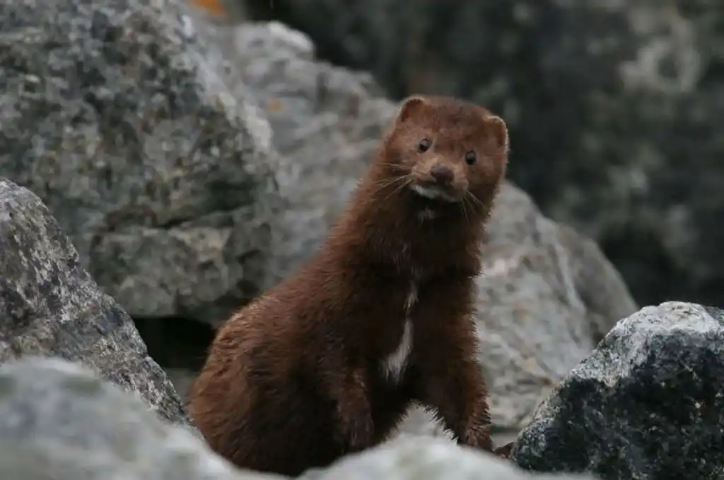 Neuquén en alerta por la expansión del visón americano