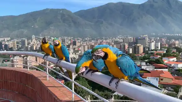 “El símbolo de la capital”: esta es la verdad sobre las guacamayas