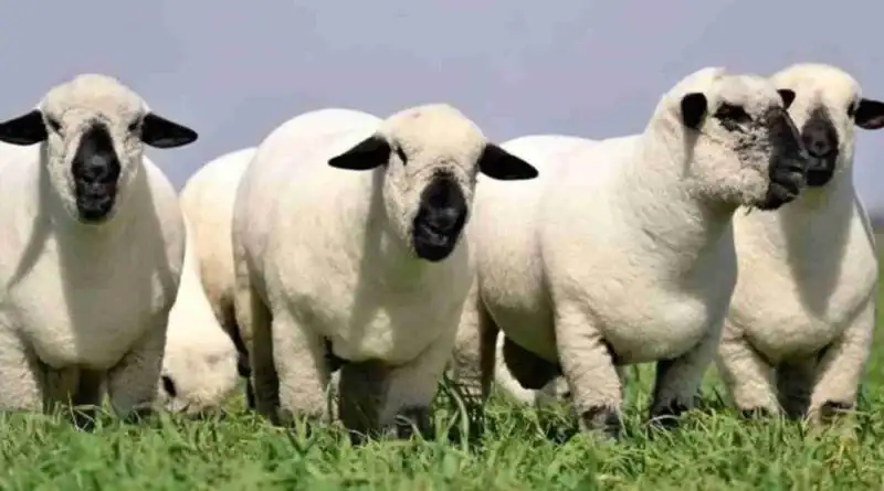 OVEJAS