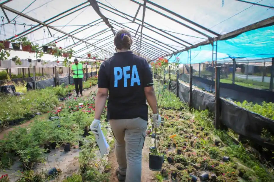 Operativo en el conurbano: Secuestran cactus alucinógenos y planta de "burundanga", usada para delinquir