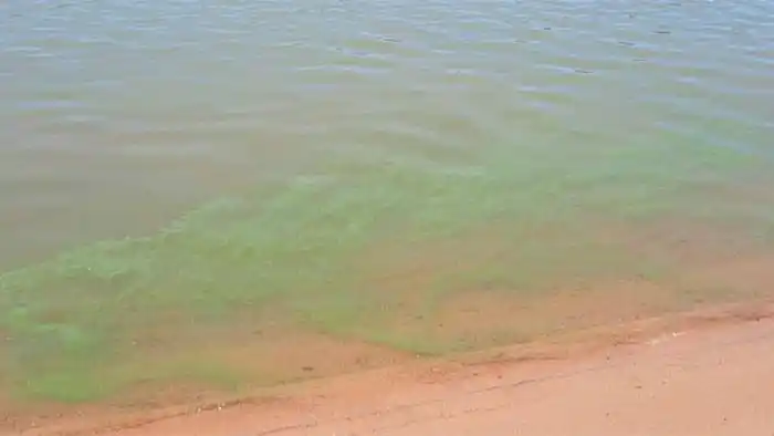 Recomendaciones ante aparición de floraciones de cianobacterias en el río Uruguay