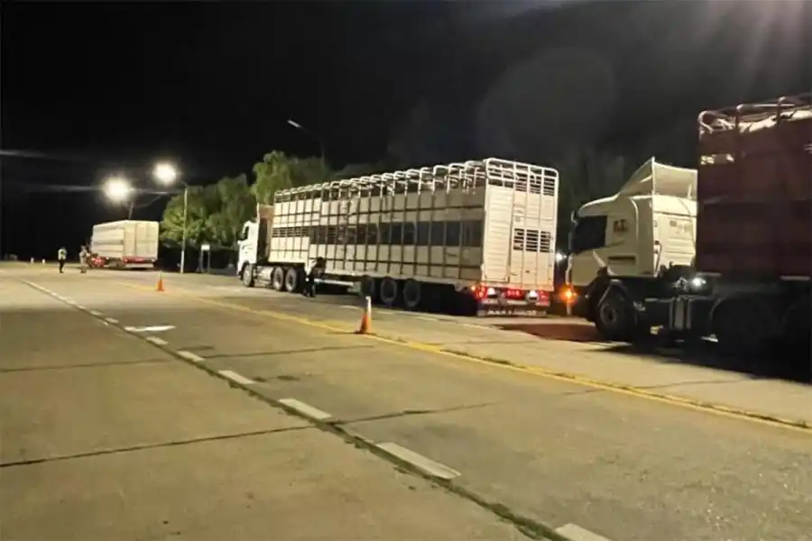 Detectan el ingreso de camiones a Entre Ríos con vacunos con garrapatas y parásitos
