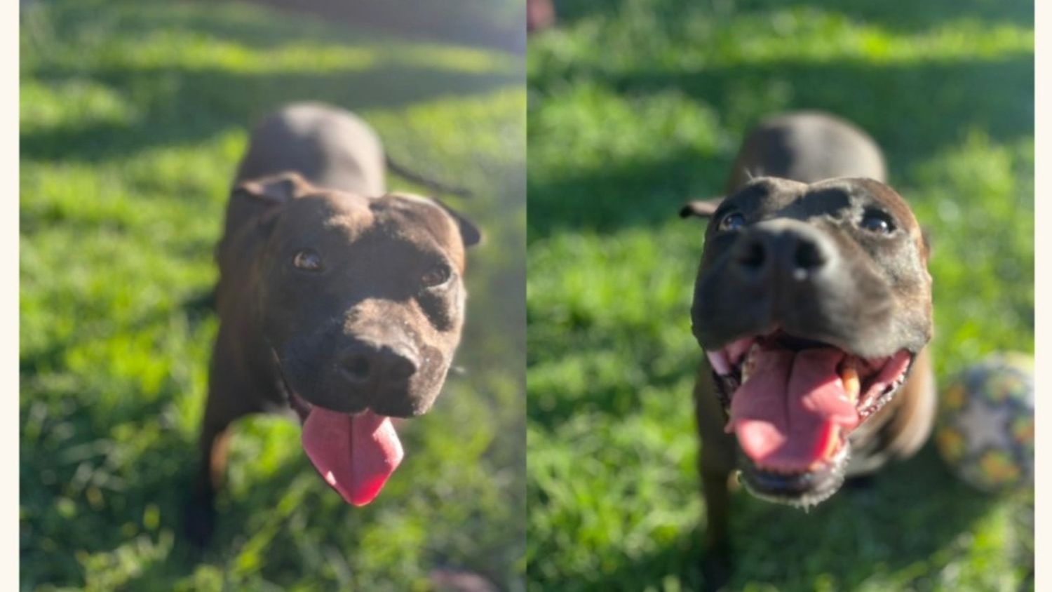 Buscan a Wanda, una pitbull que fue vista entre San Martín y Oliveira Cézar