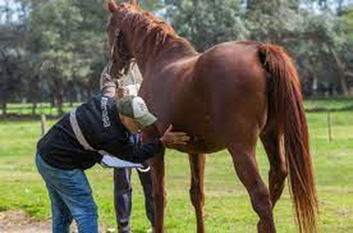 Se confirmó por laboratorio un brote de encefalomielitis equina en Formosa