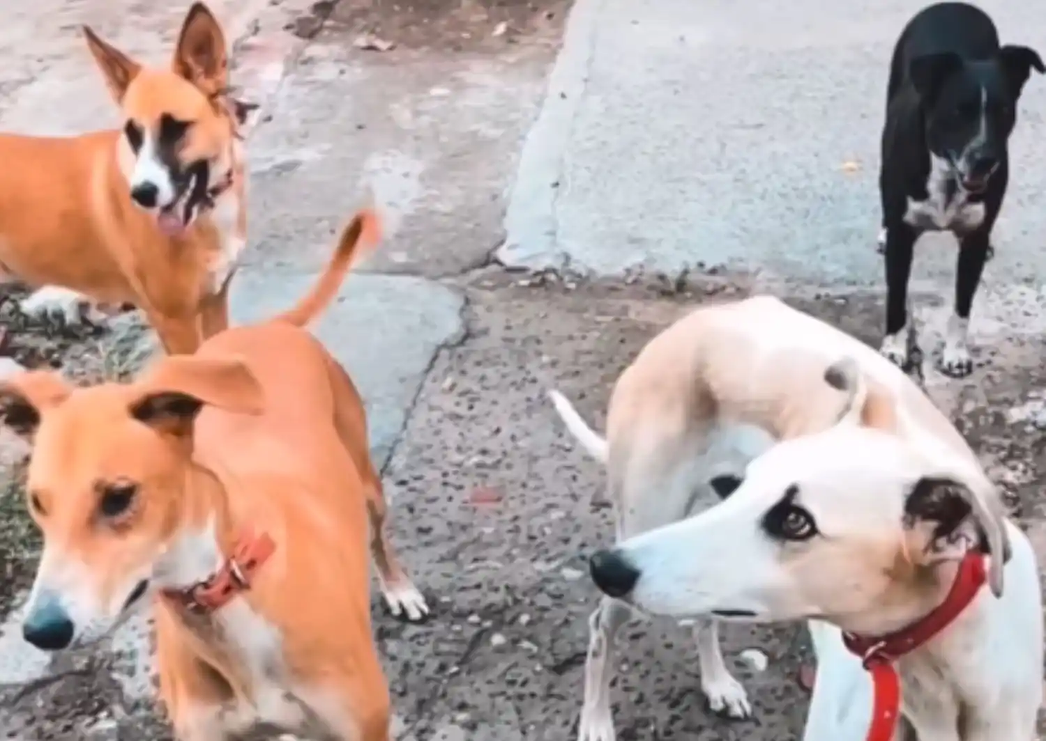 Lo recaudado será para perritos rescatados de La Voz Animal y Rescatando Animales.