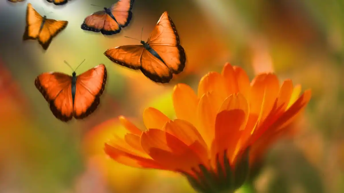 ¿Sabías que las mariposas no defecan?