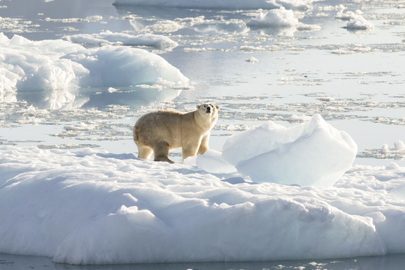 Descubren un grupo de osos polares que puede sobrevivir con menos hielo marino