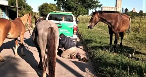 Secuestraron caballos sueltos en San Martín y Depietri