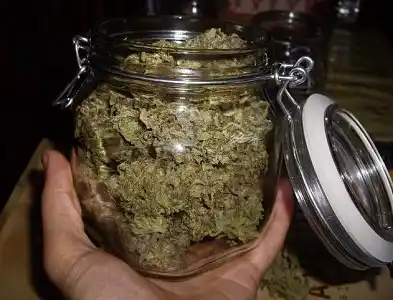 Record histórico en la cosecha de marihuana en Uruguay 