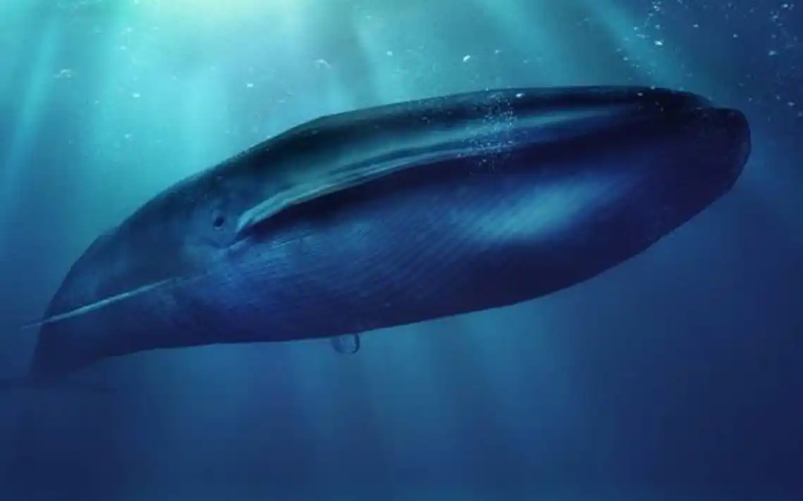 El peligroso juego “Ballena Azul” llegó a la Argentina
