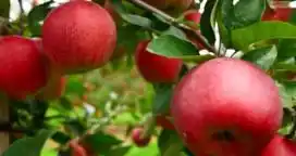 Parte de las economías regionales están en jaque