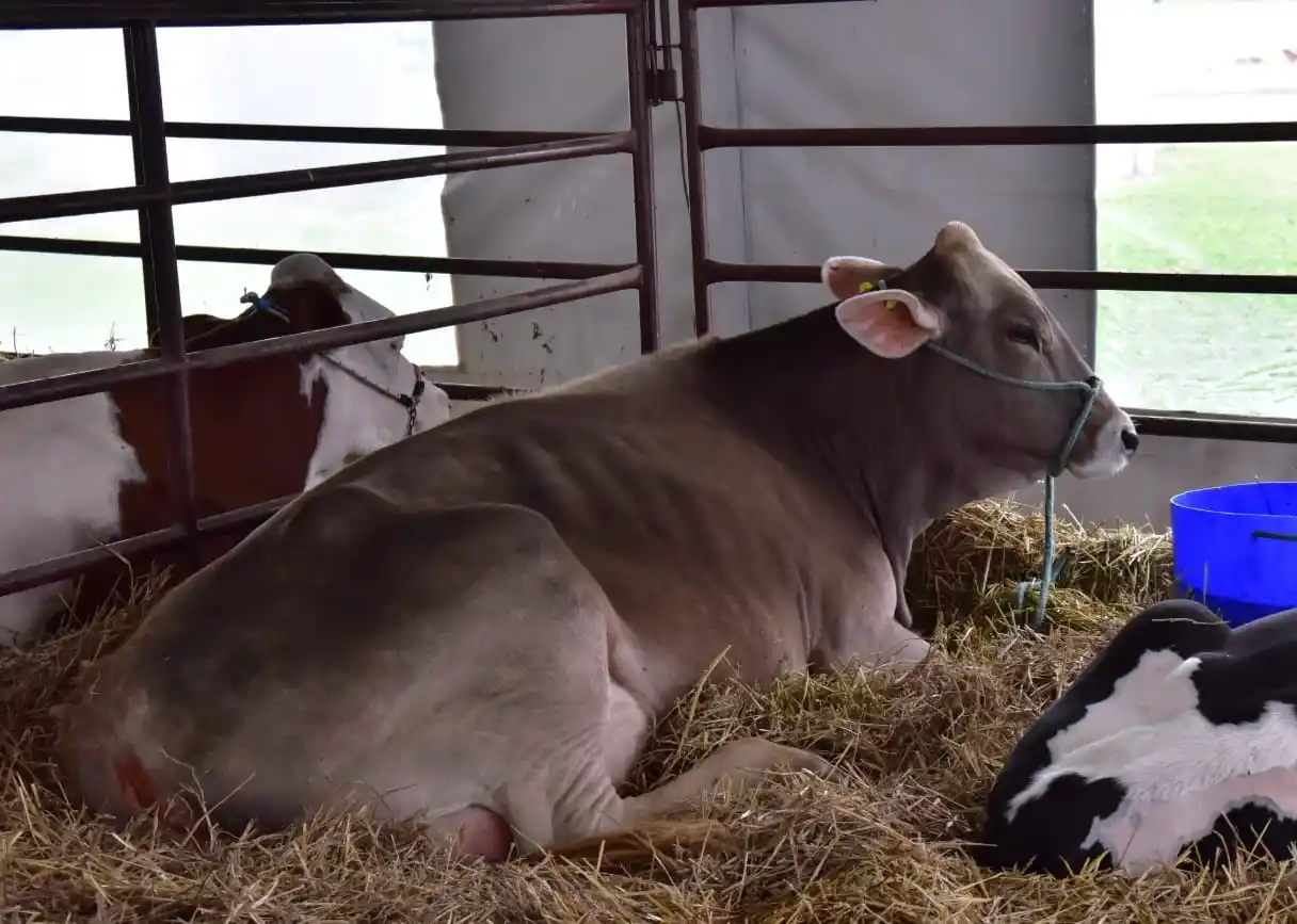 Los visitantes pueden ver las distintas razas lecheras que conviven en el país