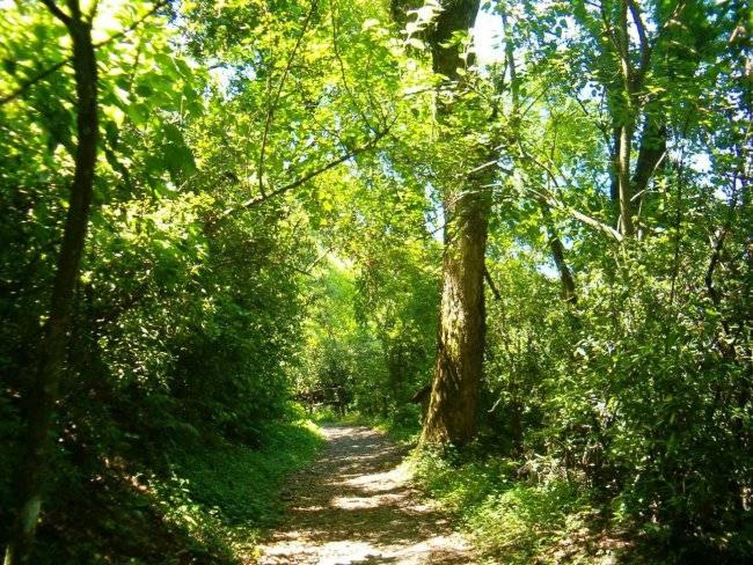 “El mundo tiene que estar agradecido con 
Formosa por como preservó sus bosques nativos”