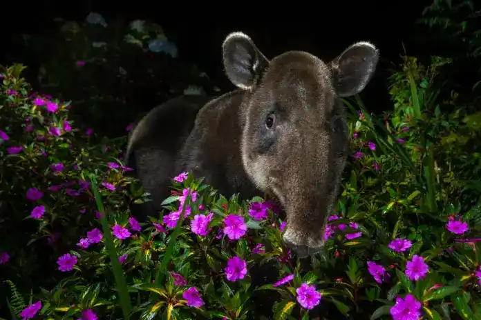 Fotografías de vida silvestre 2021