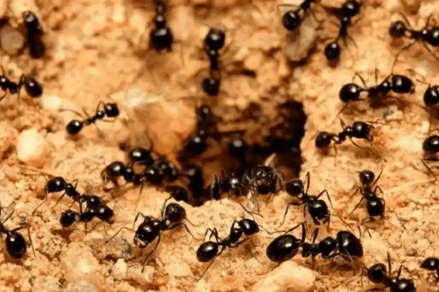 El verdadero y demoníaco rostro de las hormigas: nunca más vas a querer que te caminen por el brazo
