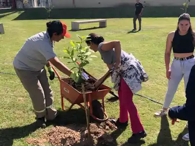Déficit de árboles: Para mitigar el calentamiento de la ciudad apuestan a un plan de forestación a largo plazo