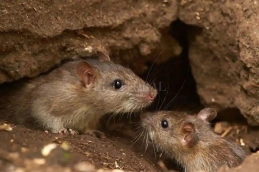 Alerta por casos de Fiebre Hemorrágica Argentina