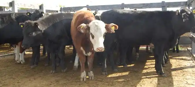 Robaron vacas y ovejas en campos de Costa Uruguay Sur 