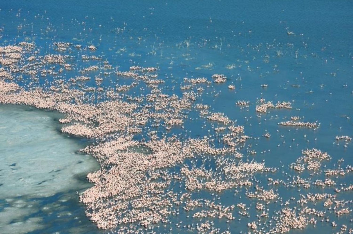 Mar Chiquita alberga la nidada de flamencos más grande de Sudamérica