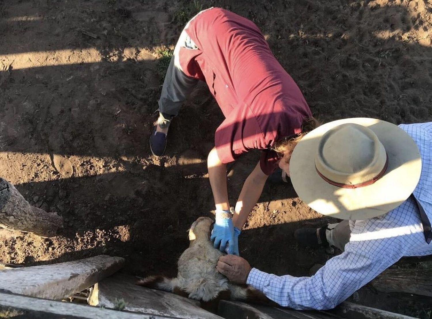 El "Uber rural", la iniciativa surgida en Tandil para atender urgencias veterinarias