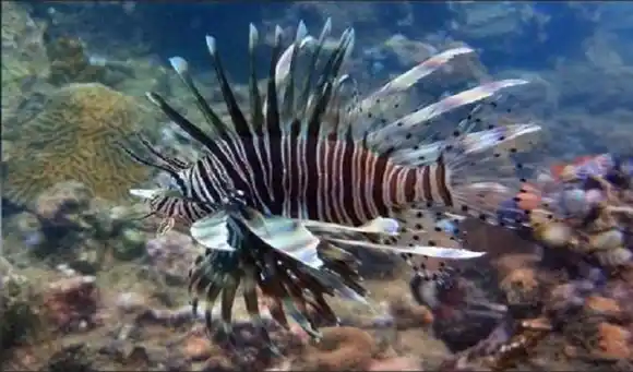 ¡PEZ LEÓN! Que el mayor depredador del planeta actúe