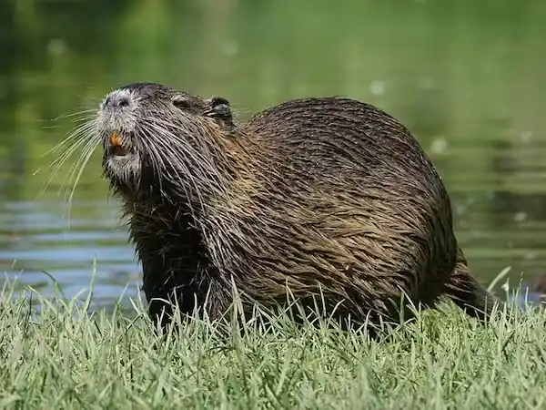 Vía libre para la caza del topo entrerriano.