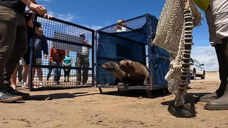 San Clemente del Tuyú: Emotiva vuelta al mar de tres lobos marinos tras ser rescatados