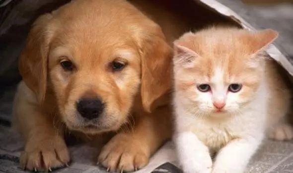 Desde la Municipalidad se intervendrá a mascotas